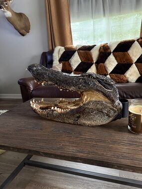 REAL AMERICAN ALLIGATOR MOUNT.. harvested from a 12 foot alligator in Florida
